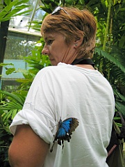 091 Kuranda Butterfly Sanctuary